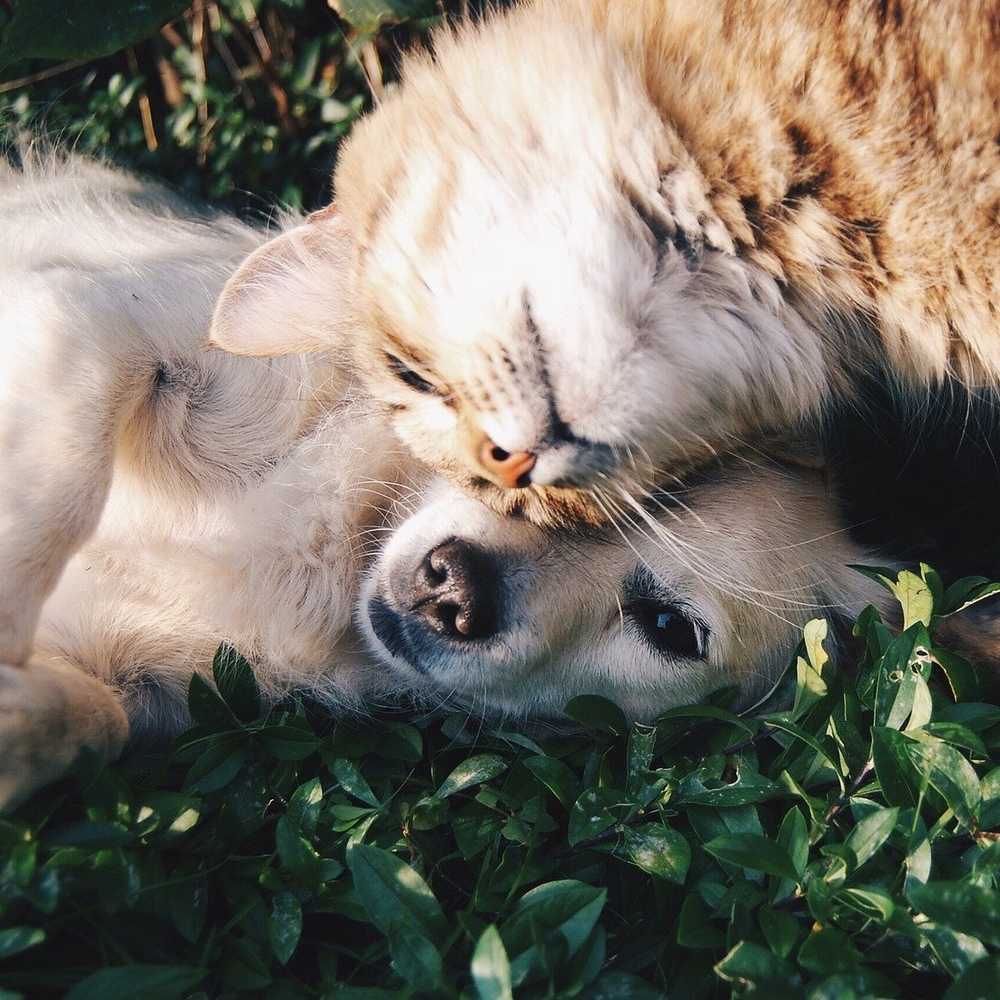 Soins pour animaux